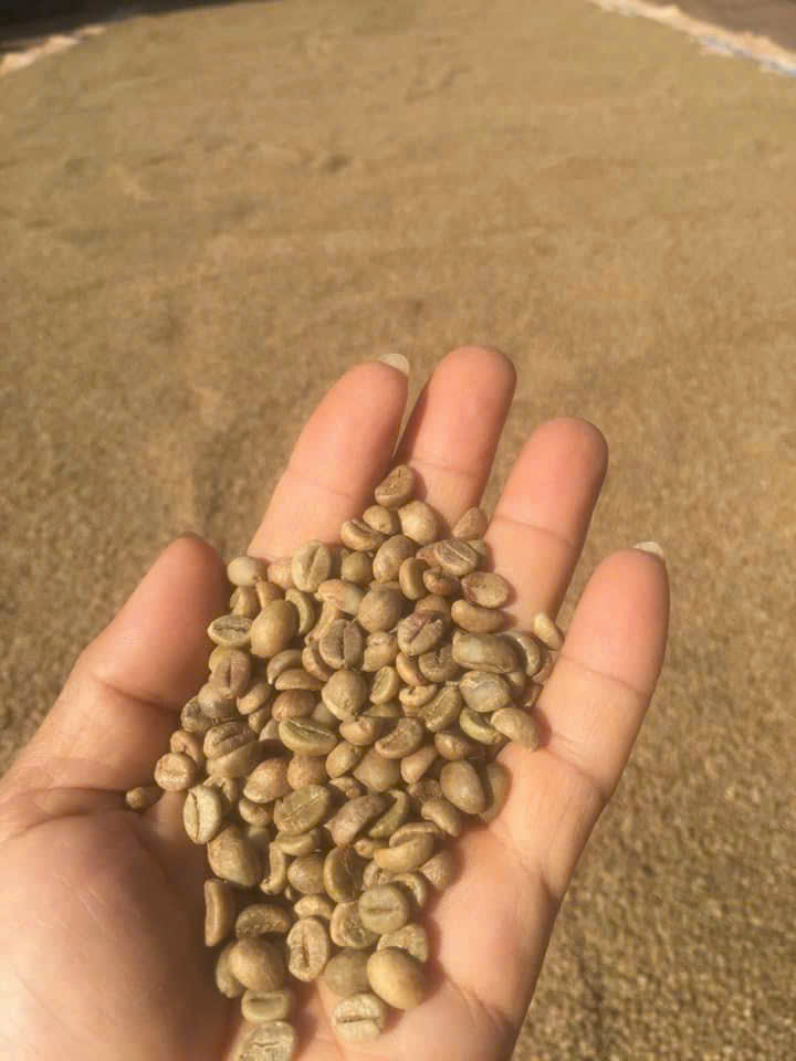 Cà phê nhân