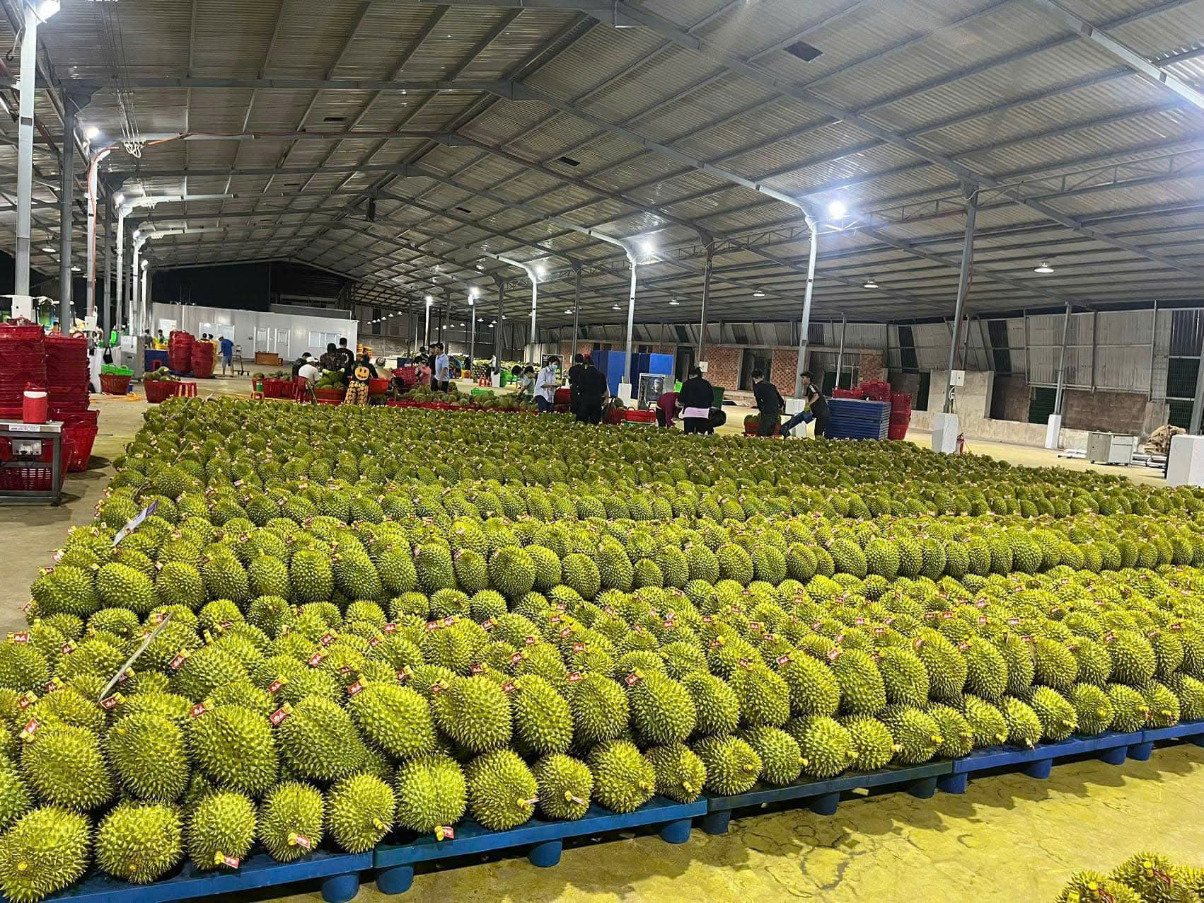 Múi sầu riêng cấp đông