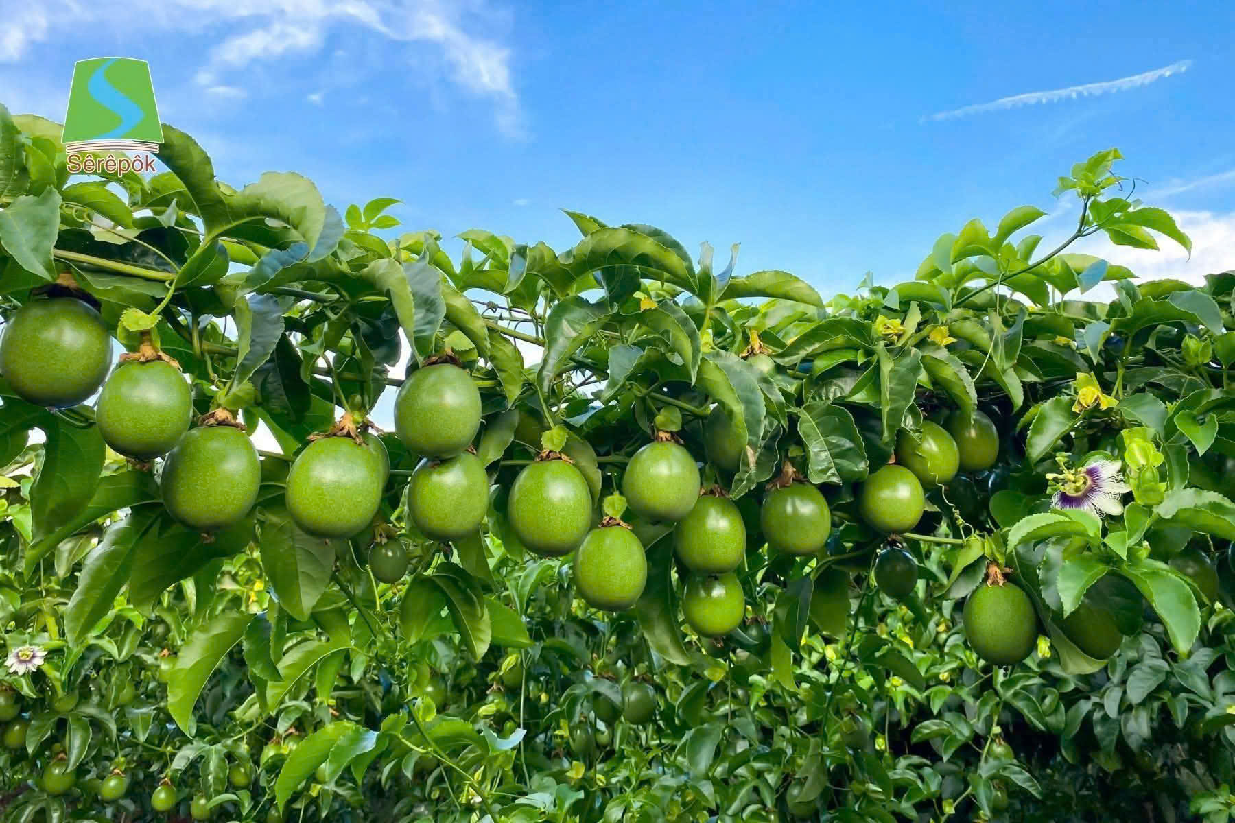 Trái cây tươi