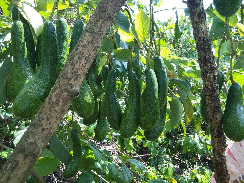 Vùng trồng bơ